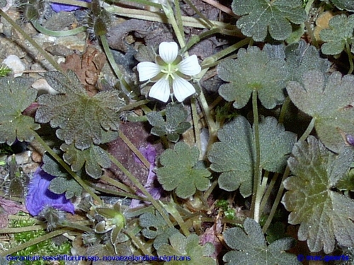 Geranium sessiliflorum ssp. novaezelandiae nigricans